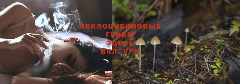 Галлюциногенные грибы Psilocybe  Рыбинск 